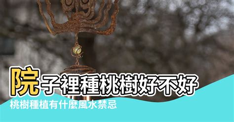 仙桃樹風水|【仙桃樹風水】仙桃樹風水大揭密！種植禁忌與家居運勢密切關聯。